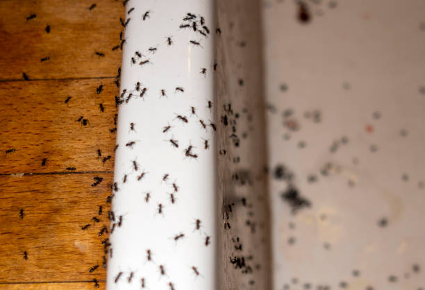 Best Termite Control Services  in Riverbend, WA