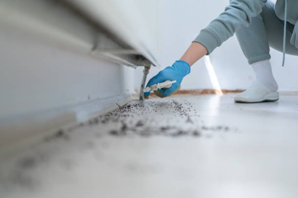 Best Rat Extermination Near Me  in Riverbend, WA